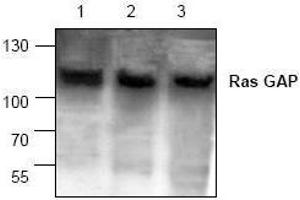 Image no. 1 for anti-RAS P21 Protein Activator (GTPase Activating Protein) 1 (RASA1) antibody (ABIN127081) (RASA1 抗体)