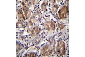 Formalin fixed and paraffin embedded human stomach tissue stained with DULLARD Antibody  followed by peroxidase conjugation of the secondary antibody and DAB staining. (CTDNEP1A 抗体  (Middle Region))