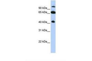 Image no. 1 for anti-Tripartite Motif Containing 9 (TRIM9) (AA 540-589) antibody (ABIN6737746) (TRIM9 抗体  (AA 540-589))