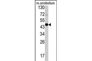 Western blot analysis of GAS7 antibody (C-term) (ABIN390589 and ABIN2840909) in mouse cerebellum tissue lysates (35 μg/lane). (GAS7 抗体  (C-Term))