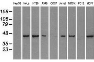Western blot analysis of extracts (35 µg) from 9 different cell lines by using anti-PPP1R7 monoclonal antibody. (PPP1R7 抗体)