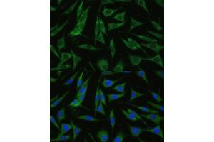 Immunofluorescence analysis of L929 cells using RHBDD1 Polyclonal Antibody (ABIN7269978) at dilution of 1:100 (40x lens). (RHBDD1 抗体  (AA 206-315))