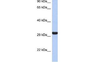 Granzyme K antibody used at 1 ug/ml to detect target protein. (GZMK 抗体)