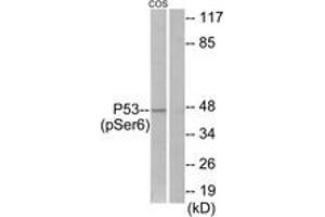 Western blot analysis of extracts from COS7 cells treated with H2O2 100uM 30', using p53 (Phospho-Ser6) Antibody. (p53 抗体  (pSer6))