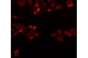 ABIN6274744 staining RAW264. (MRPL47 抗体  (C-Term))