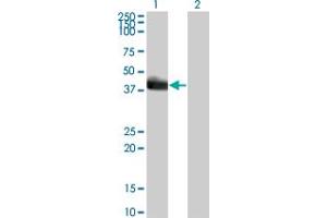 Western Blot analysis of HLF expression in transfected 293T cell line by HLF monoclonal antibody (M01), clone 1F12-1C4. (HLF 抗体  (AA 1-295))