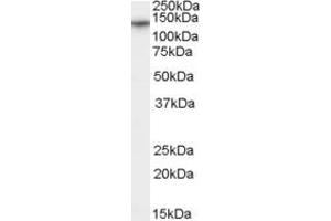 Western Blotting (WB) image for anti-Calcium Channel, Voltage-Dependent, alpha 2/delta Subunit 1 (CACNA2D1) (AA 370-383) antibody (ABIN295667) (CACNA2D1 抗体  (AA 370-383))