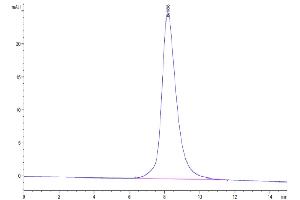 The purity of Cynomolgus CD200 R1 is greater than 95 % as determined by SEC-HPLC.