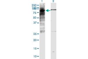 Western Blot analysis of POLR3E expression in transfected 293T cell line by POLR3E monoclonal antibody (M03), clone 4F4. (POLR3E 抗体  (AA 1-666))