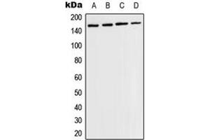 Western blot analysis of TIE2 (pY1108) expression in MCF7 PMA-treated (A), HuvEc (B), mouse brain (C), rat brain (D) whole cell lysates. (TEK 抗体  (C-Term, pTyr1108))