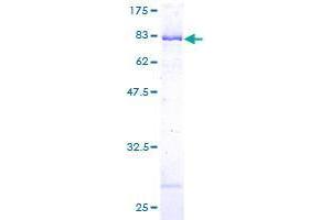 DBNL Protein (AA 1-431) (GST tag)