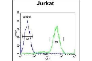 IL Antibody (Center) (ABIN653951 and ABIN2843173) flow cytometric analysis of Jurkat cells (right histogram) compared to a negative control cell (left histogram). (IMMP2L 抗体  (AA 81-109))