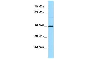 WB Suggested Anti-S1PR3 Antibody Titration: 1. (S1PR3 抗体  (C-Term))