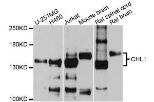 Western blot analysis of extracts of various cell lines, using CHL1 antibody (ABIN5996370) at 1/1000 dilution. (CHL1 抗体)