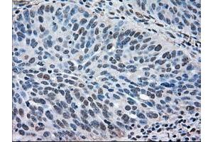 Image no. 1 for anti-Mitogen-Activated Protein Kinase 1 (MAPK1) antibody (ABIN1499287) (ERK2 抗体)