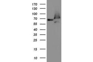 Western Blotting (WB) image for anti-Acyl-CoA Binding Domain Containing 3 (Acbd3) antibody (ABIN1498418)