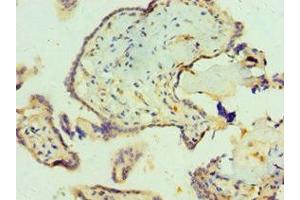 Immunohistochemistry of paraffin-embedded human placenta tissue using ABIN7161703 at dilution of 1:100 (SCP2 抗体  (AA 1-322))