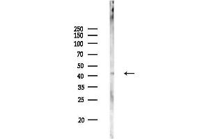 Western blot analysis of lysates from Rat liver, using Pepsin A Antibody at 1/1000 dilution.