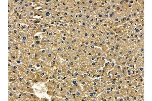 ABIN6257838 and ABIN6275608 at 1/100 staining mouse liver tissue by IHC-P. (SFRS7 抗体  (Internal Region))