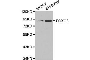 Western blot analysis of extracts of various cell lines, using FOXO3 antibody.