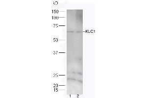 Lane 1: Hela lysates Lane 2:293T lysates probed with Rabbit Anti-KLC1/KNS2 Polyclonal Antibody, Unconjugated (ABIN1385823) at 1:300 overnight at 4 °C. (KLC1 抗体  (AA 1-100))