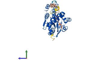 Protein Structure (PS) image for Enoyl CoA Hydratase Domain Containing 1 (ECHDC1) (AA 1-322) protein (His tag) (ABIN7561190)