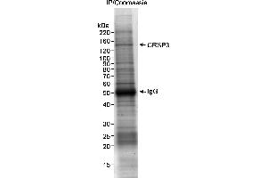 anti-Mediator Complex Subunit 23 (MED23) (AA 1-50) antibody