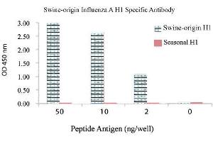 Image no. 1 for anti-Influenza A Virus H1N1 antibody  (ABIN356430) (Influenza A Virus H1N1 抗体 )