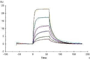 Surface Plasmon Resonance (SPR) image for Interleukin 7 (IL7) protein (ABIN7274963)