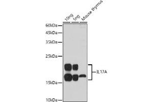 Western blot analysis of extracts of various cell lines, using IL17A antibody (ABIN6128129, ABIN6142315, ABIN6142317 and ABIN6216088) at 1:1000 dilution. (Interleukin 17a 抗体  (AA 24-155))