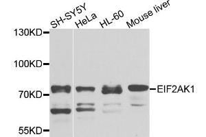 Western blot analysis of extracts of various cell lines, using EIF2AK1 antibody (ABIN1872476) at 1:1000 dilution. (EIF2AK1 抗体)