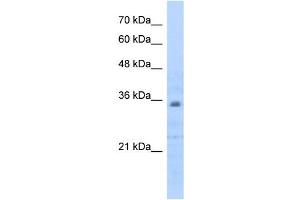 Prohibitin 2 antibody used at 0. (Prohibitin 2 抗体  (C-Term))