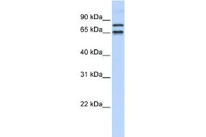 WB Suggested Anti-PHF20L1 Antibody Titration:  0. (PHF20L1 抗体  (N-Term))
