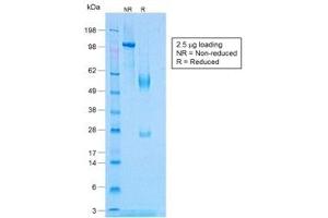 SDS-PAGE analysis of purified, BSA-free recombinant TNFa antibody (clone TNF/1500R) as confirmation of integrity and purity. (TNF alpha 抗体)