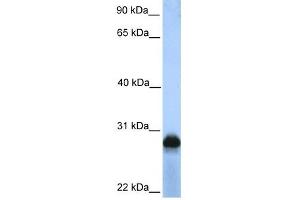 SIGLEC12 antibody used at 1 ug/ml to detect target protein. (SIGLEC12 抗体  (N-Term))