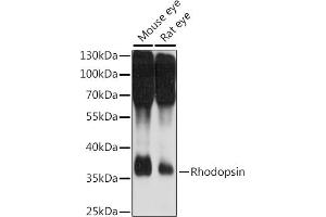 Western blot analysis of extracts of various cell lines, using Rhodopsindopsin antibody (ABIN7269975) at 1:1000 dilution. (Rho-related GTP-binding protein 抗体  (C-Term))