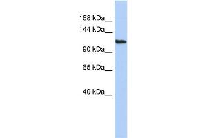 WB Suggested Anti-AFF3 Antibody Titration:  0. (AFF3 抗体  (Middle Region))