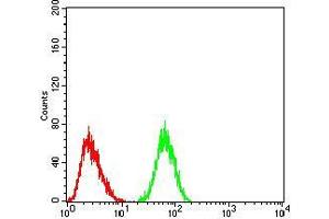 Flow cytometric analysis of HeLa cells using CK5 mouse mAb (green) and negative control (red). (Cytokeratin 5 抗体  (AA 258-357))