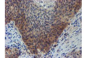 Image no. 1 for anti-Zinc Finger Protein 365 (ZNF365) (AA 108-407) antibody (ABIN1490829) (ZNF365 抗体  (AA 108-407))