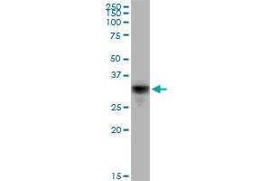 CD80 MaxPab polyclonal antibody. (CD80 抗体  (AA 1-288))