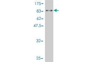 Western Blot detection against Immunogen (88. (WDR20 抗体  (AA 1-569))