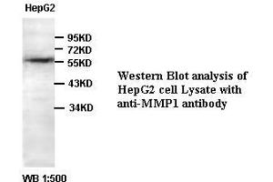 Image no. 1 for anti-Matrix Metallopeptidase 1 (Interstitial Collagenase) (MMP1) antibody (ABIN791151) (MMP1 抗体)