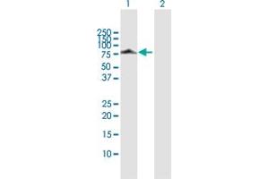 Western Blot analysis of DNAI2 expression in transfected 293T cell line by DNAI2 MaxPab polyclonal antibody. (DNAI2 抗体  (AA 1-593))