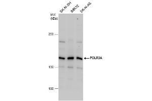 WB Image POLR3A antibody detects POLR3A protein by western blot analysis. (POLR3A 抗体  (N-Term))