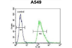 CMGA Antibody (C-term) flow cytometric analysis of A549 cells (right histogram) compared to a negative control cell (left histogram). (Chromogranin A 抗体  (C-Term))