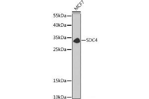 Western blot analysis of extracts of MCF7 cells using SDC4 Polyclonal Antibody at dilution of 1:1000. (SDC4 抗体)