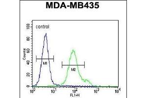 Nephrin Antibody  (ABIN654375 and ABIN2844129) flow cytometric analysis of MDA-M cells (right histogram) compared to a negative control cell (left histogram). (Nephrin 抗体  (Tyr1210))