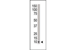 Western Blotting (WB) image for anti-Neural Precursor Cell Expressed, Developmentally Down-Regulated 8 (NEDD8) (AA 1-32), (N-Term) antibody (ABIN388037)