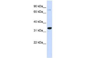 WB Suggested Anti-POU5F1 Antibody Titration:  0. (OCT4 抗体  (Middle Region))