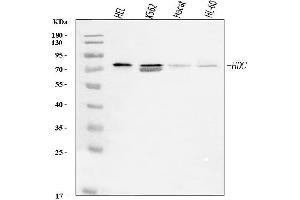 Western blot analysis of Histidine Decarboxylase/HDC using anti-Histidine Decarboxylase/HDC antibody (ABIN7599827).